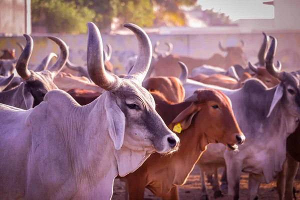 Image of Indian Cows in the city of Rajasthan India,agriculture industry, farming and animal husbandry concept