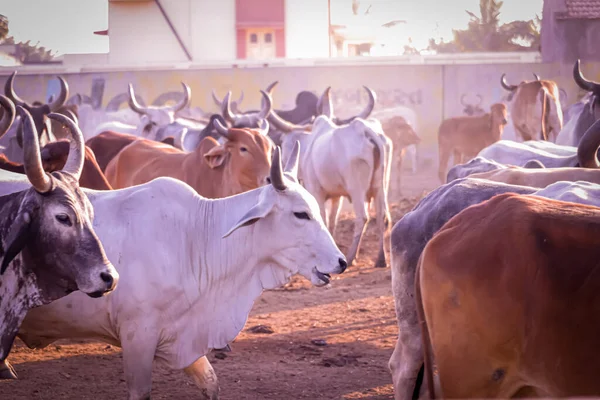 Rundveestapel Kraal Indische Koeiengroep Tuin Indische Koeien Veehouderij Landbouw Veeteeltconcept — Stockfoto