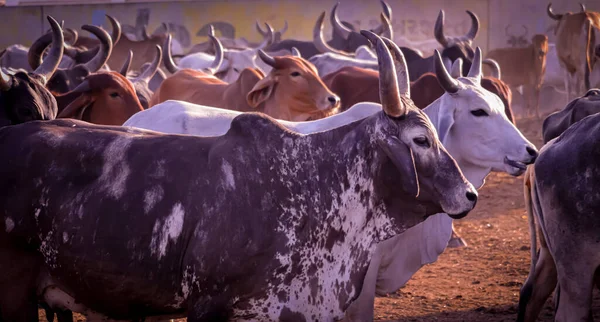 一头奶牛的小牛犊在牛棚里喝着它母亲那里的牛奶 奶牛和奶牛的小牛犊在奶牛群里 — 图库照片