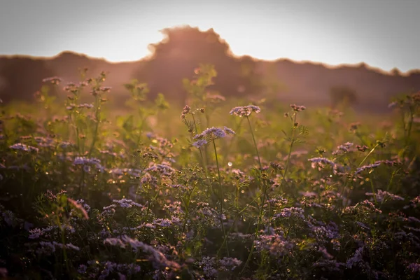 Der Koriander Hat Kleine Weiße Blume Bauernhof Landwirtschaft Von Korianderblumen — Stockfoto