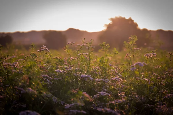 Fresh green cilantro, coriander plant leaves in summer herbs garden,coriander flower,agriculture of coriander flowers