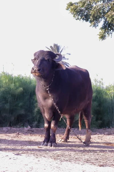 Indiase Buffel Vastgebonden Met Een Ijzeren Ketting Kijk Naar Indiase — Stockfoto
