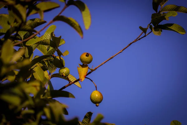 Jamfal or guava fruit on plants,green guava fruit hanging on tree in agriculture farm,Jamfal fruit and blue sky with branch
