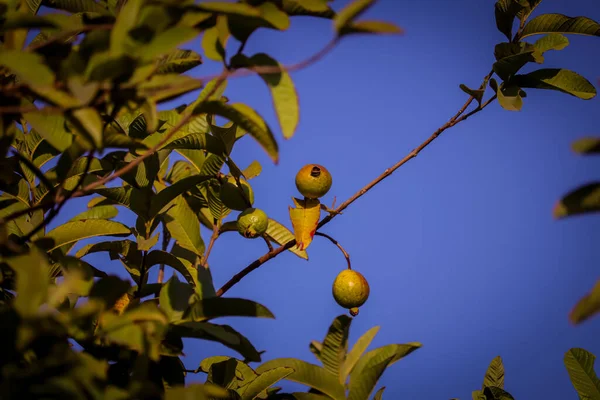 Zielona Gałąź Guawy Owocami Liśćmi Przyrodzie Owoc Jamfala Lub Guawy — Zdjęcie stockowe