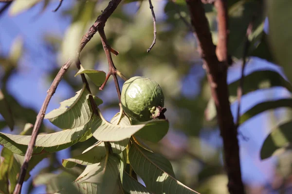 Jamfal or guava Tree with green fruit growing in a farm orchard,bunch of guava fruits in a tree,selective focus