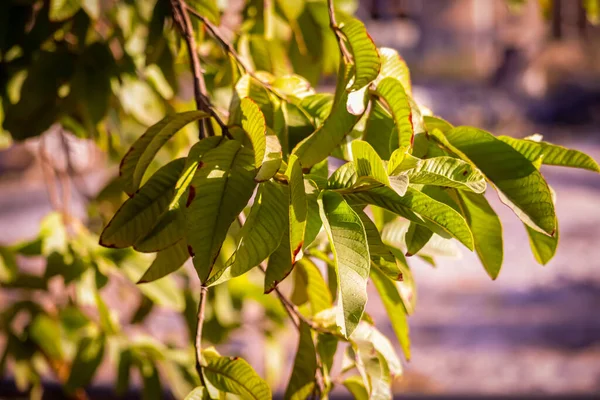 Zöld Guava Gyümölcs Lóg Fán Jamfal Vagy Guava Zöld Gyümölcs — Stock Fotó