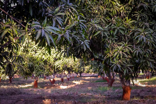 Jardín Mango Cielo Azul Una Rama Flores Mango Inflorescencia Hermosos —  Fotos de Stock
