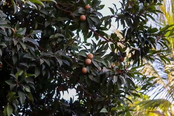 Chiku Plant Met Bladeren Fruit Chiku Manilkara Zapota Sapodilla Chiku — Stockfoto