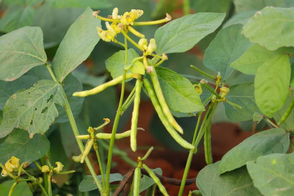 Flor Feijão Mungo Plantio Culturas Campo Feijão Mungo Planta Bela — Fotografia de Stock