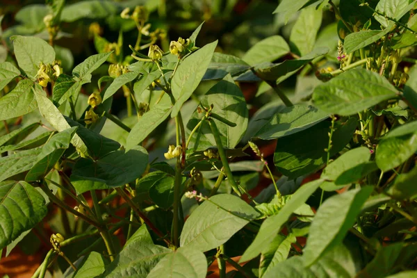 Grama Verde Cultivo Campo Moong Planta Feijão Alta Proteína Verde — Fotografia de Stock