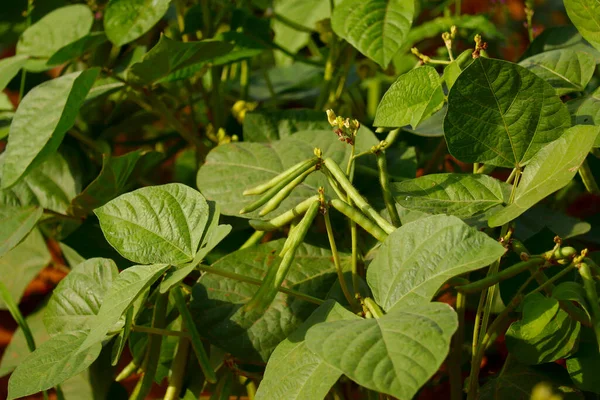 Cultivo Feijão Mung Close Campo Agrícola Floração Inchaço Feijão Vagens — Fotografia de Stock