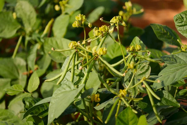 Green bean plant in southeast Asian,Harvest of green fresh beans in a garden,mung Bean Pod Close up