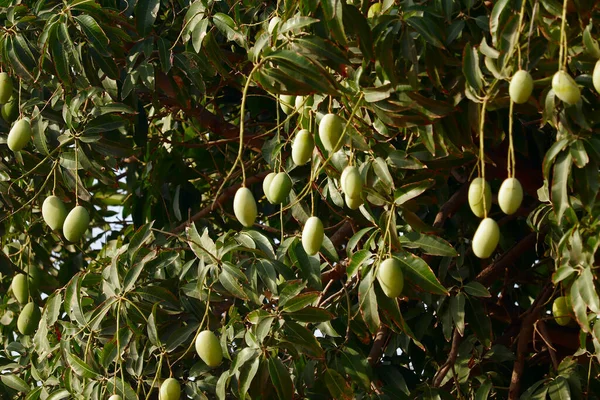 ,green Mango in a mango garden in Karnataka India,Lots of mangoes on branch of a mango tree,food background,fruit King mango