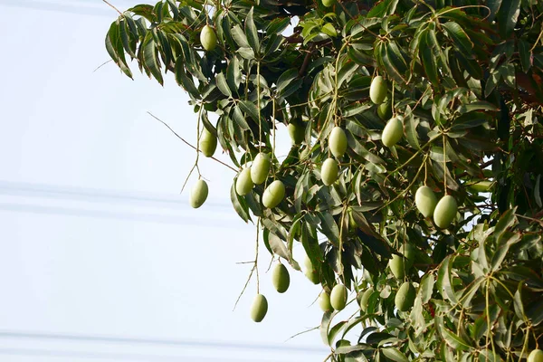 Close up view of raw Mango Fruits,Footage of many mango Fruit Hanging On Mango Tree,plantations with organic mango trees with many sweet ripe mango fruits ready for harvest,