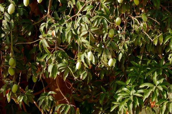 Zblízka Pohled Syrové Mango Ovoce Záběry Mnoha Mango Ovoce Visí — Stock fotografie