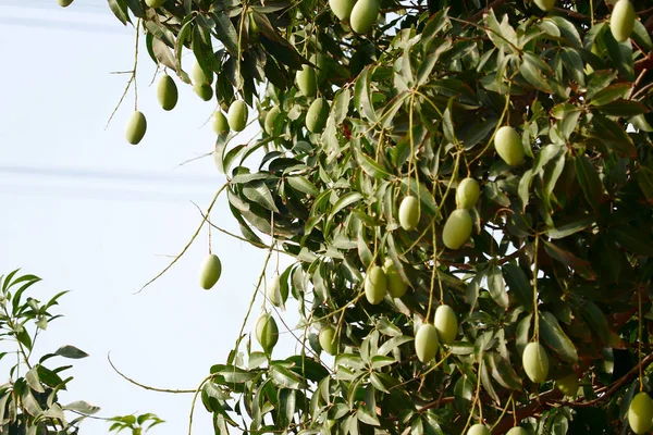Fruit hanging On Tree,green Mango in a mango garden in Karnataka India,Lots of mangoes on branch of a mango tree,food background,fruit King mango