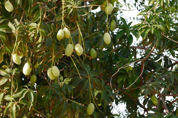 Fruit hanging On Tree,green Mango in a mango garden in Karnataka India,Lots of mangoes on branch of a mango tree,food background,fruit King mango