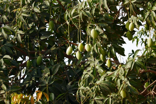 Many young green mangos on the mango tree in the garden,mango fruits hanging on mango tree,mango hanging on tree