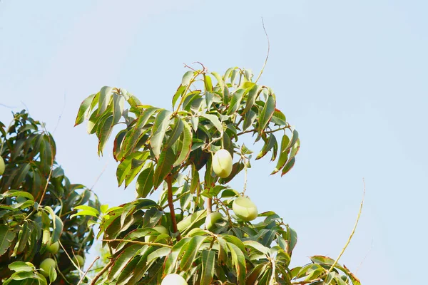 Many young green mangos on the mango tree in the garden,mango fruits hanging on mango tree,mango hanging on tree