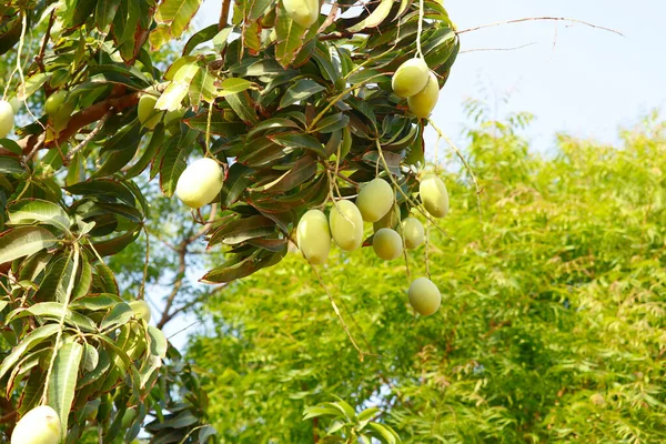 Raw Mango Fruit On The Tree,mango Orchard And Mango Tree Ready To Harvest,mango on tree,close up view of raw fruit, fruit and vegetables concept