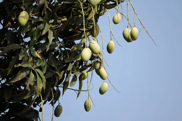 Big Mango Tree in garden,agriculture of mango,many mango Fruit Hanging On Mango Tree,cultivation of mangoes, Asian mango with tree