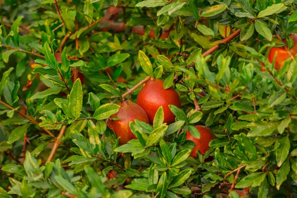 Jordbruk Granatäpple Färgglada Granatäpplen Frukter Naturliga Livsmedel Selektivt Fokus Ämnet — Stockfoto