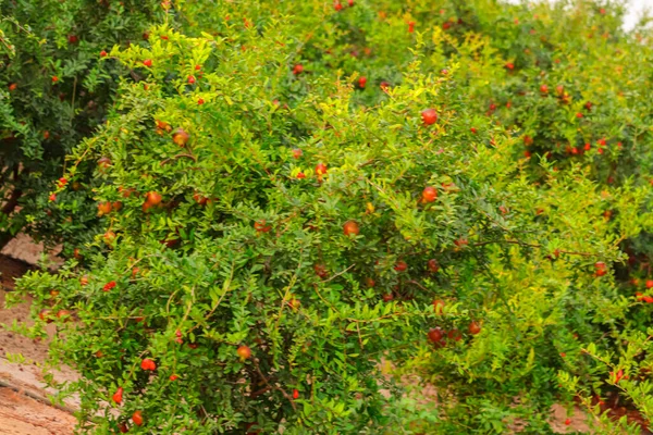 Ρόδι Ολόκληρο Λουλούδι Φρέσκα Ακατέργαστα Φρούτα Του Γρανάτη Σωρό Υφή — Φωτογραφία Αρχείου