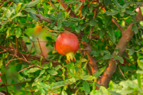 Frische Granatapfelkerne Für Lebensmittel Hintergrund Granatapfelernte Footage Granatapfelfrüchte Vollbild Selektive — Stockfoto