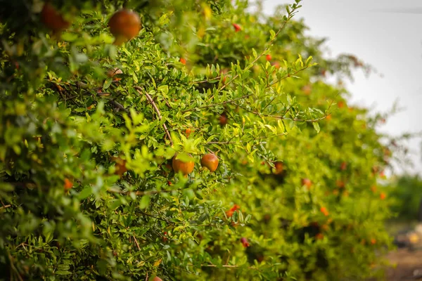 Granatäpfel Die Auf Bäumen Wachsen Natürliches Ernährungskonzept Granatäpfel Früchte Bäume — Stockfoto