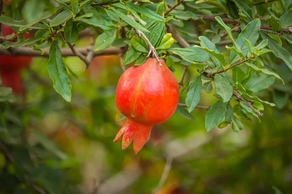 Pomegranates growing on tree,Natural food concept,Pomegranates fruits. Trees on the plantation,Harvesting,Red ripe pomegranate fruit on tree branch in the garden
