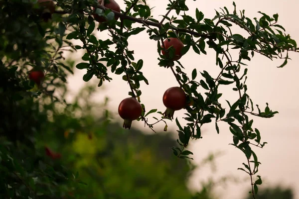 Nar Bahçesindeki Bir Ağaçtaki Nar Meyvesi Konuya Özen Gösterir — Stok fotoğraf