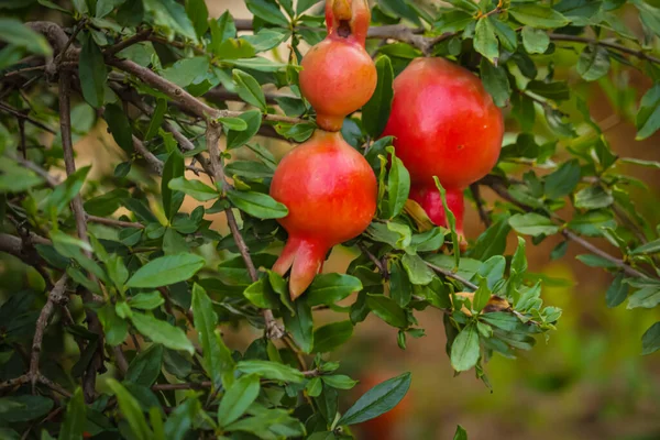 Naturlig Mat Granatäppleträd Med Röda Mogna Frukter Vid Granatäppleplantage Selektivt — Stockfoto