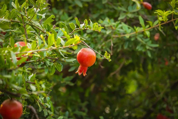 Rote Reife Früchte Auf Einem Baum Einem Granatapfelgarten Natürliche Lebensmittel — Stockfoto