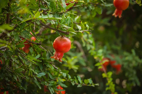 Natural food. Pomegranate trees with red ripe fruits at pomegranate plantation,selective focus on subject