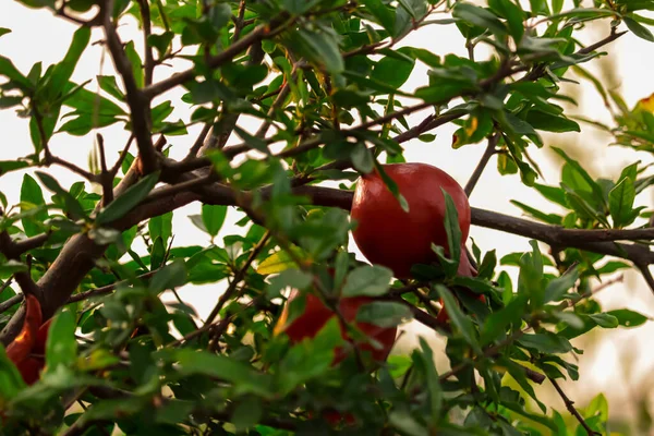 Természetes Étel Gránátalmafák Vörös Érett Gyümölcsökkel Gránátalma Ültetvényen Szelektív Fókusz — Stock Fotó
