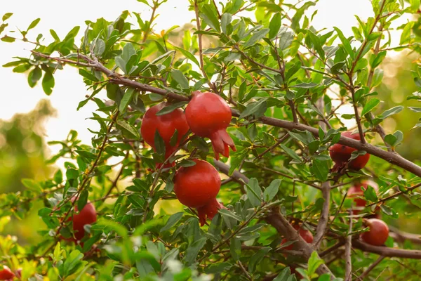 agriculture of pomegranate fruits,pomegranate fruits and left,pomegranate (Anar) garden view,selective focus on subject,pomegranate Cultivation view