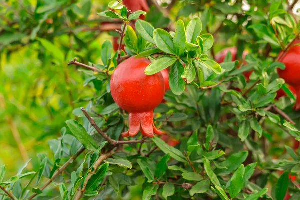 pomegranate fruits garden,pomegranate fruits close up view,agriculture of pomegranate,colorful pomegranate fruits,Natural food with red ripe fruits at pomegranate plantation