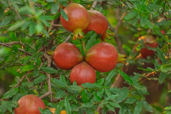 Granatäpplen Som Växer Träd Naturlig Mat Koncept Granatäpplen Frukter Träd — Stockfoto