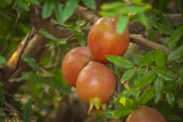 Granatäpplen Som Växer Träd Naturlig Mat Koncept Granatäpplen Frukter Träd — Stockfoto