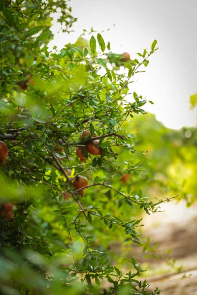 Granatapfelpflanzen Rohe Granatapfelfrüchte Landwirtschaft Von Granatapfelfrüchten Granatapfelfrüchten Und Links Selektiver — Stockfoto