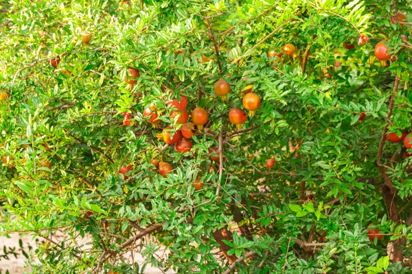 Red ripe fruit on a tree in a pomegranate garden. Natural food. Pomegranate trees with red ripe fruits at pomegranate plantation,agriculture of pomegranate fruits