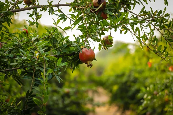 Red ripe fruit on a tree in a pomegranate garden. Natural food. Pomegranate trees with red ripe fruits at pomegranate plantation,agriculture of pomegranate fruits