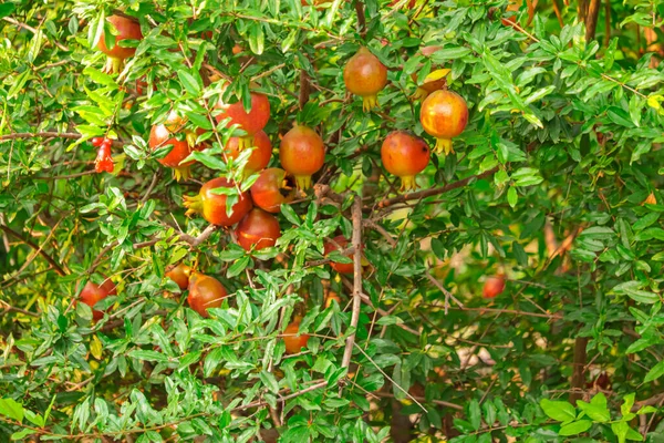 Röd Mogen Frukt Ett Träd Granatäppleträdgård Naturlig Mat Granatäppleträd Med — Stockfoto