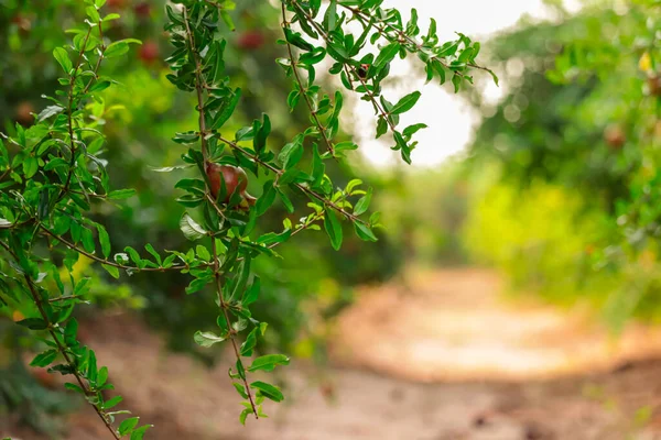 Granatapfelpflanzen Rohe Granatapfelfrüchte Landwirtschaft Von Granatapfelfrüchten Granatapfelfrüchten Und Links Selektiver — Stockfoto