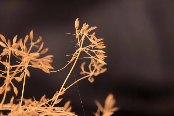 stock image Zira or zeera plant on black background, cumin seeds plant on black table,close up view caraway or carum carvi,fresh plant of unripe cumin on natural background