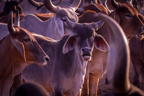 畜産の概念 インドの牛群 農村部の家の牛 ストック写真