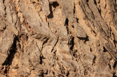 Kusursuz Döşeme dokusu, gövde dokusu, ağaç gövdesi, doğal arka plan, seçici odak, ağaç gövdeleri.,