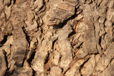 Neem ağaç gövdeleri, doğal arkaplan, kabuk dokusu arkaplan deseni tasarım için eski kahverengi, kalın ağaç gövdesi yakın çekim, seçici odak