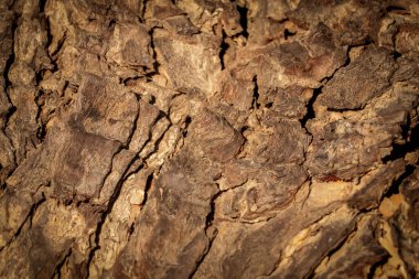Doğal arka plan, ağaç kabuğu dokusu deseni çatlak eski kahverengi, dikişsiz döşeme dokusu, gövde dokusu, kalın ağaç gövdesi yakın plan, neem ağacı gövdesi,