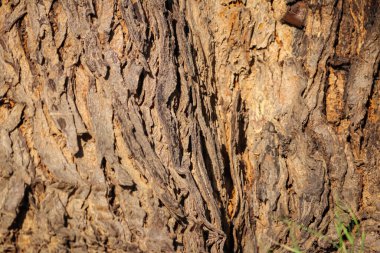 Doğal arka plan, ağaç kabuğu dokusu deseni çatlak eski kahverengi, dikişsiz döşeme dokusu, gövde dokusu, kalın ağaç gövdesi yakın plan, neem ağacı gövdesi,